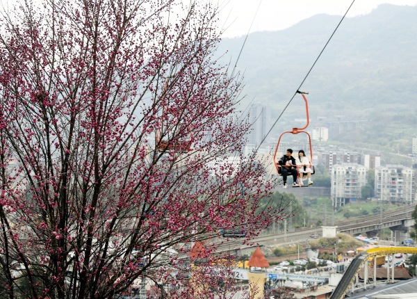 游客坐索道賞花踏青。景區供圖