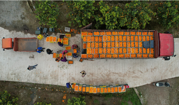 火紅“燈籠”掛林間，村民采摘忙不停。譚艷波攝