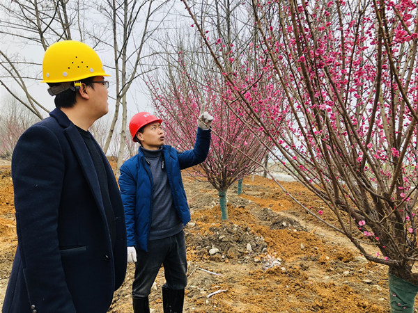 相關負責人正在檢查喬木種植情況。楊帆攝