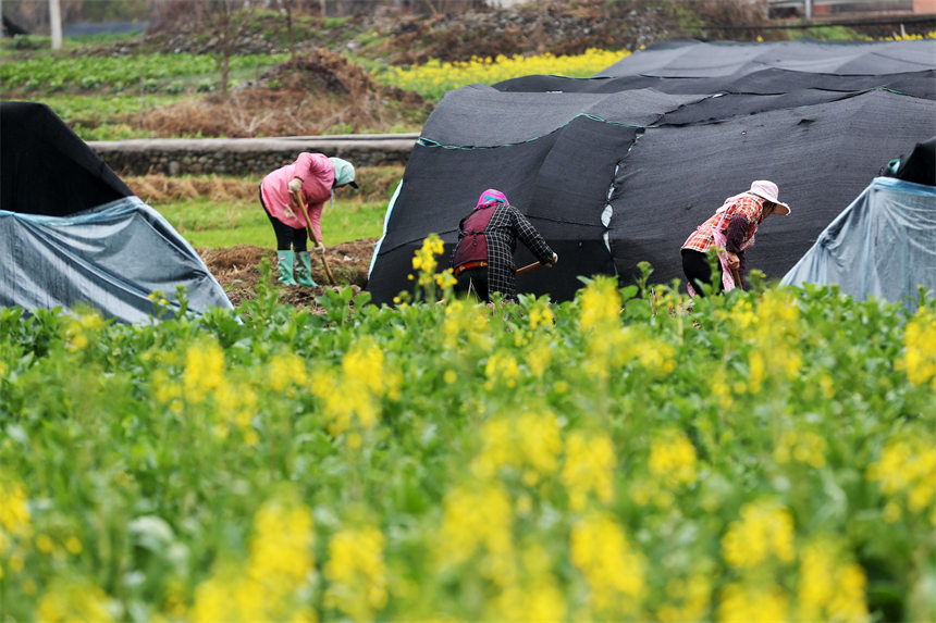 重慶市黔江區馬喇鎮杉樹村村民在羊肚菌種植基地整理大棚。 楊敏攝