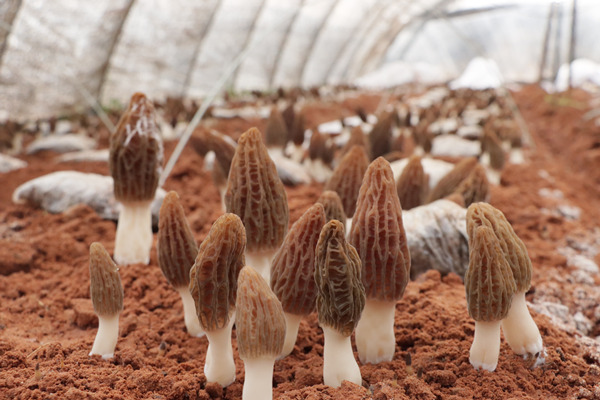 菌棚里羊肚菌破土而出。黔江區委宣傳部供圖