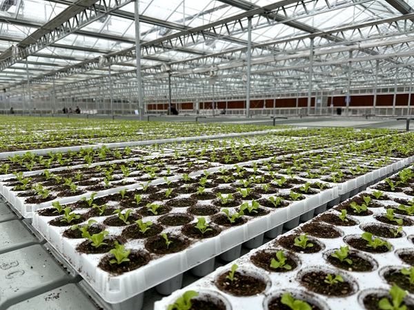 進行蔬菜裝杯。黃亞輝攝