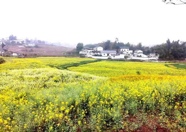 秀麗鄉村美如畫 多彩油菜花似海。徐雯瑄攝