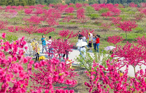 金田桃花扮靚春日。劉紀湄攝