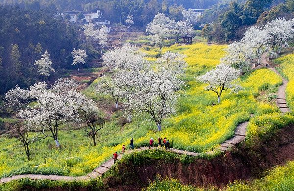 百年梨園。重慶高新區公共服務局供圖