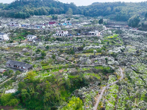 大足李花?；顒臃焦﹫D