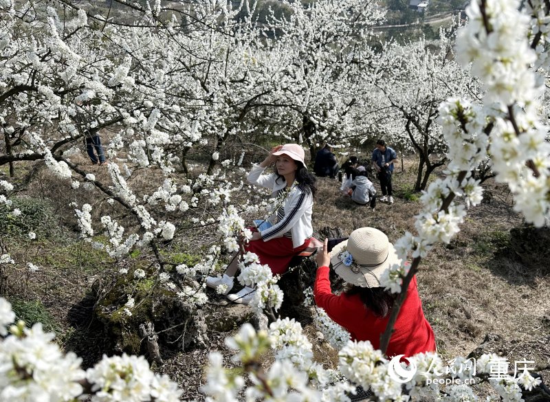 市民在李花林中游玩。人民網 劉政寧攝