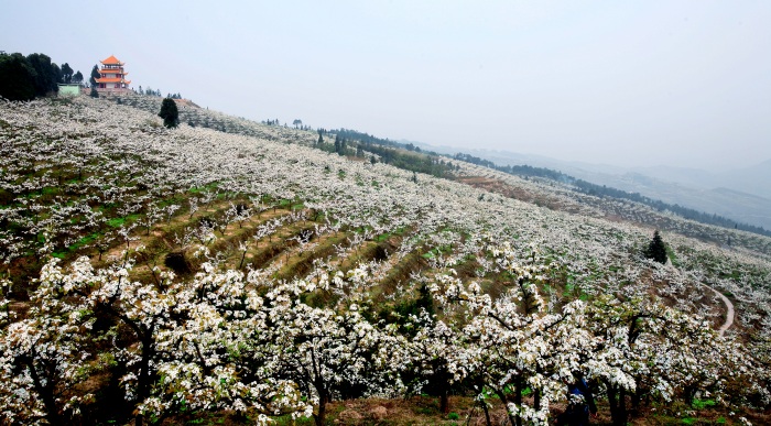 往年放牛坪梨花盛開場景。茨竹鎮供圖