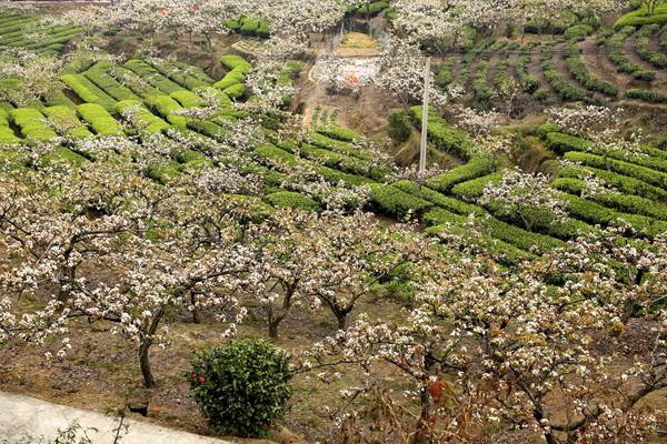 梨花映茶美景。璧山區委宣傳部供圖