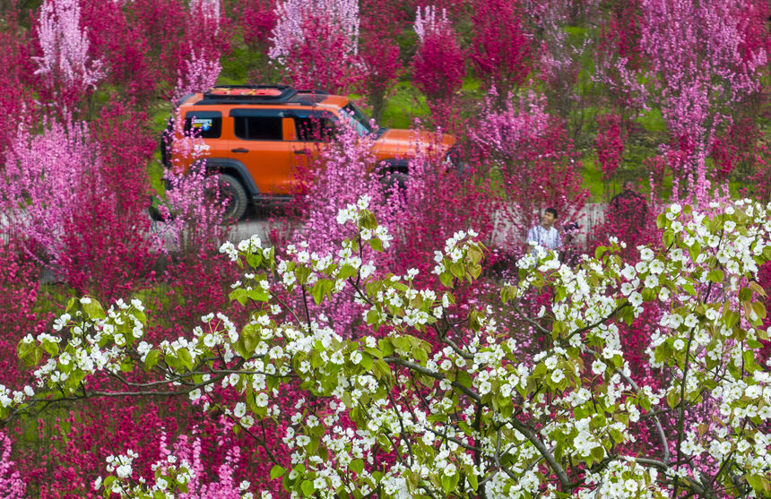 游客在花海中游玩。汪新攝