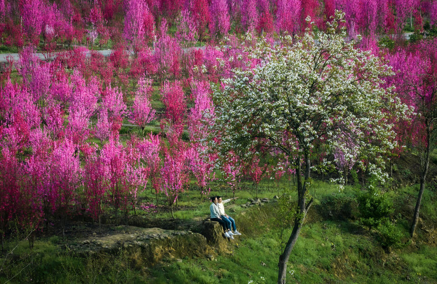 游客在花海中游玩。汪新攝