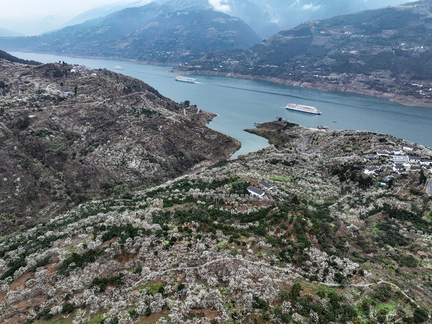 重慶巫山縣曲尺鄉長江兩岸雪白的李花。王正坤攝