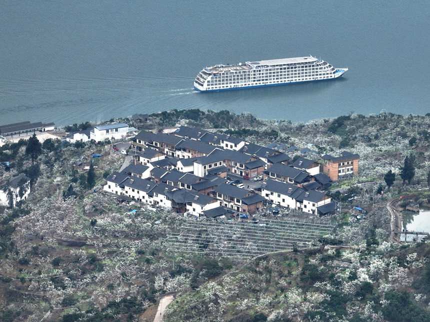 重慶巫山縣曲尺鄉長江岸邊雪白的李花。王正坤攝