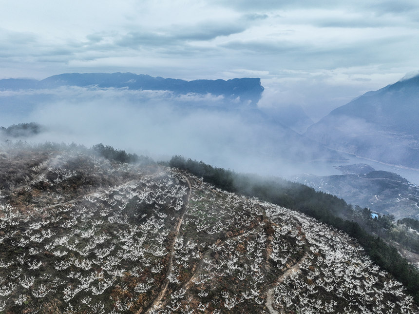 李花裝扮下的瞿塘峽。王正坤攝