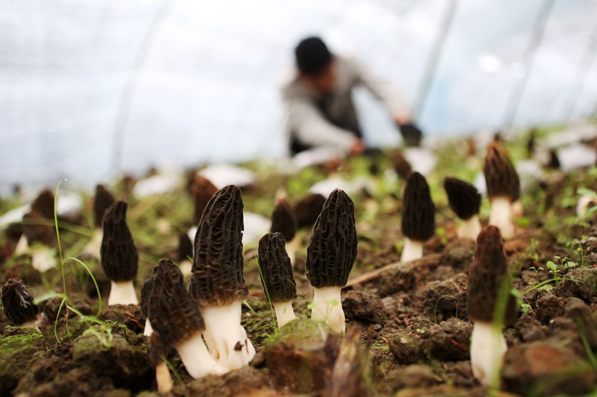 村民在羊肚菌種植基地勞作。楊敏攝