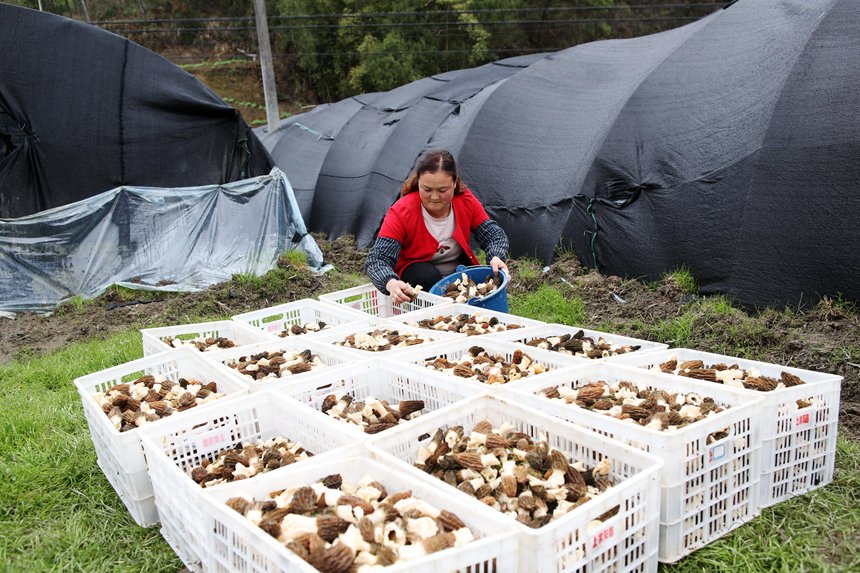 村民將采收的羊肚菌裝箱。楊敏攝