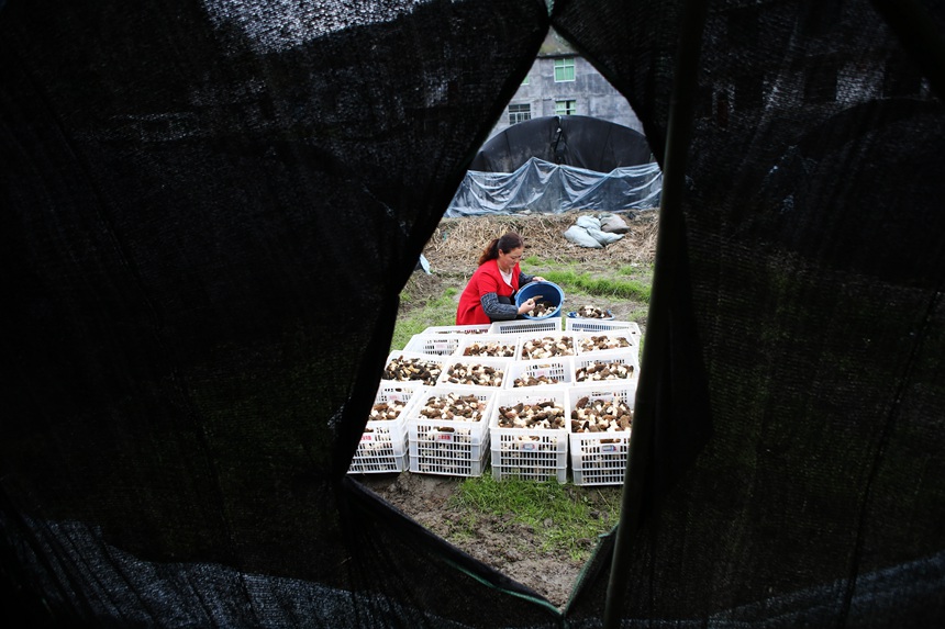 村民將采收的羊肚菌裝箱。楊敏攝