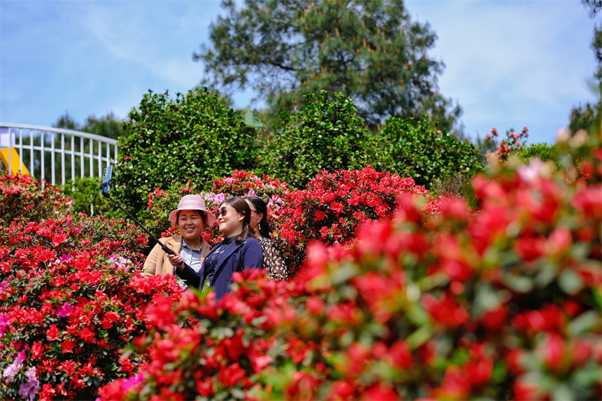 南岸區放牛村杜鵑花盛開，吸引不少市民前來賞花踏春。郭旭攝
