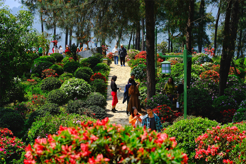 南岸區放牛村杜鵑花盛開，吸引不少市民前來賞花踏春。郭旭攝