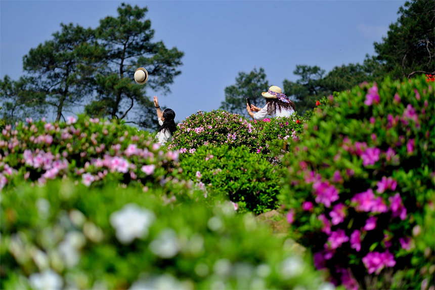 滿山杜鵑花吸引市民前來賞花踏春。郭旭攝