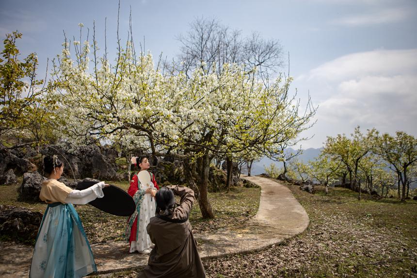 游客們身著古裝暢游梨園。胡程攝