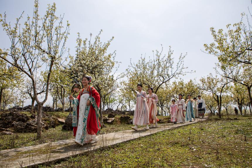 游客們身著古裝暢游梨園。胡程攝