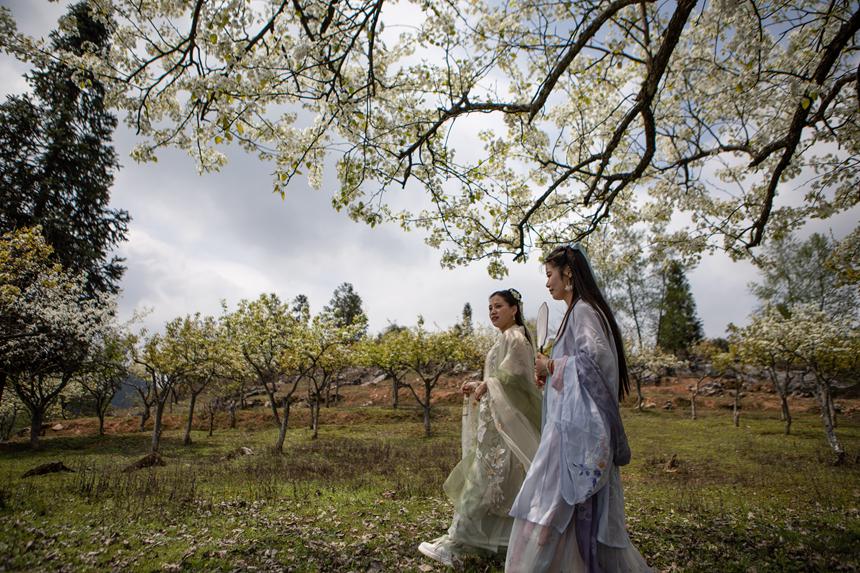 游客們身著古裝暢游梨園。胡程攝