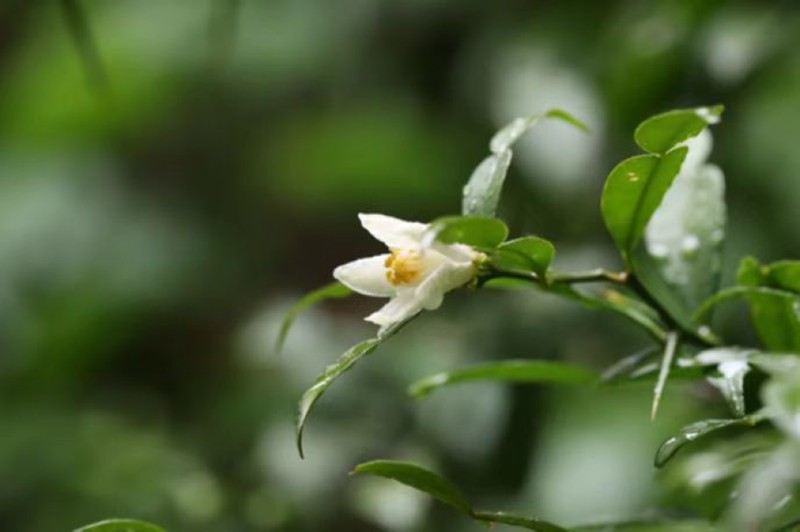 宜昌橙。重慶市林業局供圖
