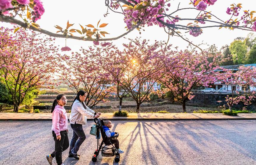 村民行走在櫻花盛開的村道上。瞿明斌攝