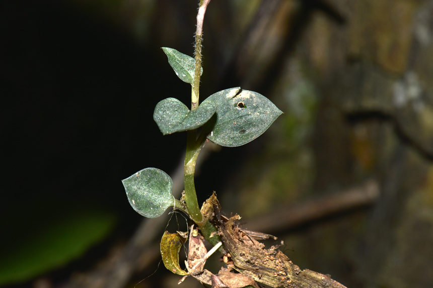 中華叉柱蘭的莖和葉。周厚林攝