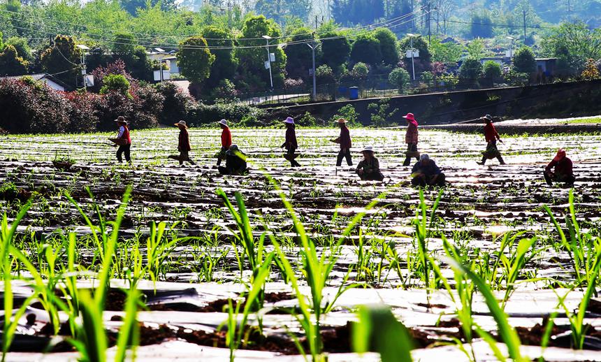 村民正在移栽有機高粱苗。向曉秋攝