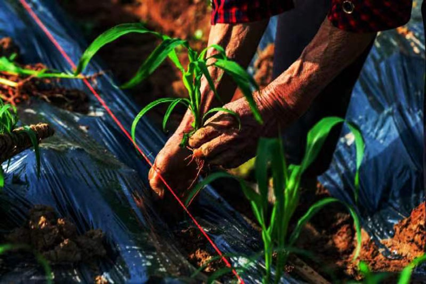 村民正在移栽有機高粱苗。向曉秋攝