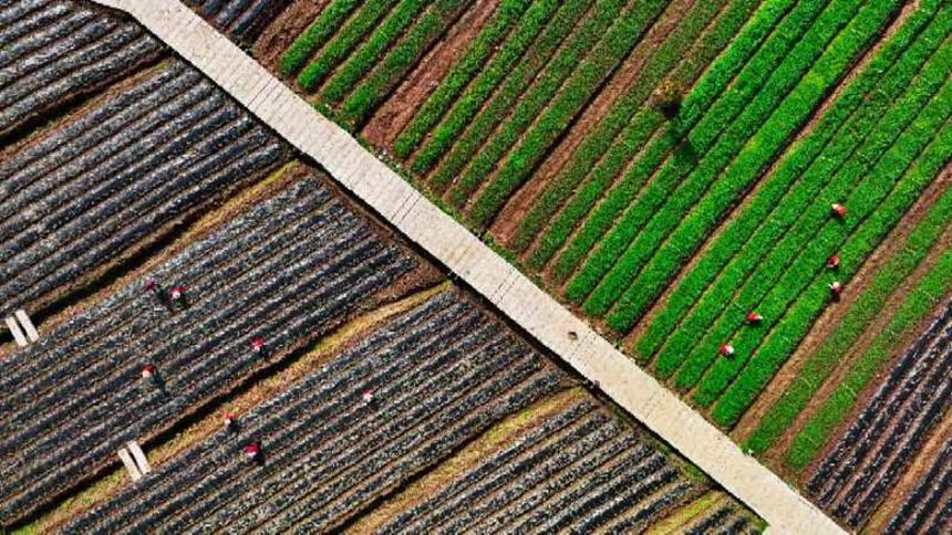 墊江縣永安鎮有機高粱種植試驗基地。向曉秋攝