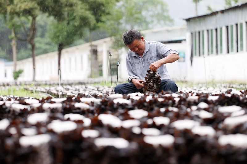 村民在采摘黑木耳。楊敏攝