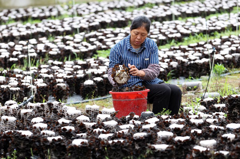 村民在采摘黑木耳。楊敏攝