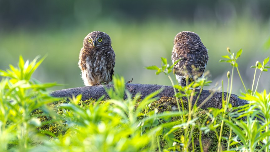金佛山國家自然保護區里嬉戲的斑頭鵂鹠幼鳥。瞿明斌攝
