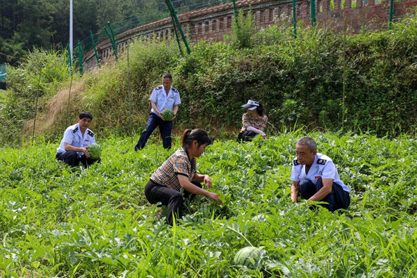 忠縣稅務局駐善廣鄉金鐘村工作隊幫助村民收西瓜。宋棚祥攝