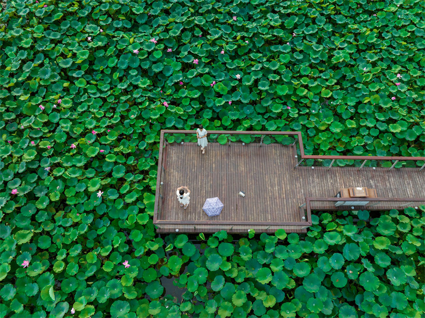 南岸區疊水公園夏荷盛開，吸引了眾多市民、游客前來賞荷。郭旭攝