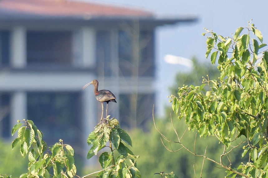 彩鹮停留在枝頭。余懷先攝