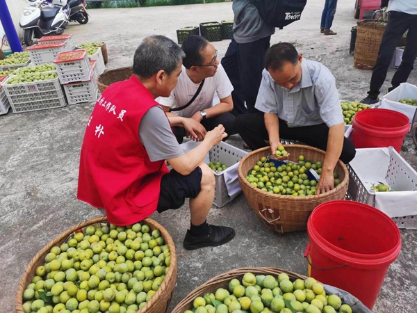 巫山縣稅務局駐村工作隊隊員王樸（左一）幫助官渡鎮竹林村村民銷售脆李。陳太軍攝