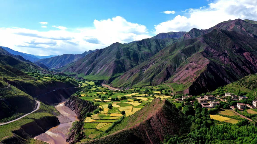 秋收時節的金色察雅。察雅縣融媒體中心拍攝