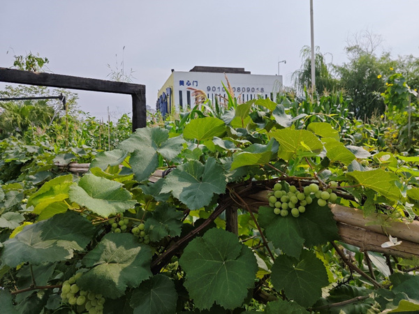 綠意盎然的廠區。企業供圖