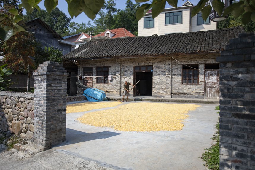 村民正在忙著曬秋。胡程攝