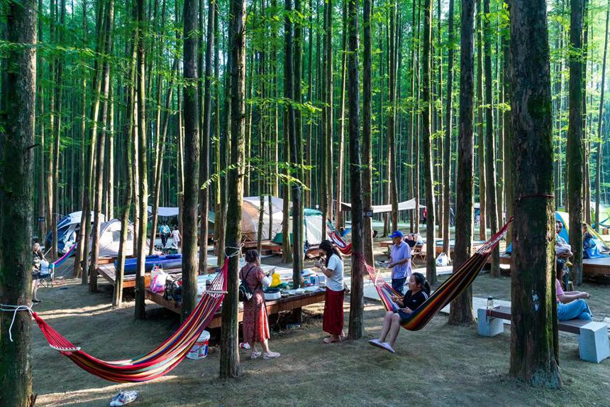 游客在森林公園里露營享受“清涼一夏”。瞿明斌攝