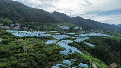 育種大棚。重慶盟淦農業開發有限公司供圖