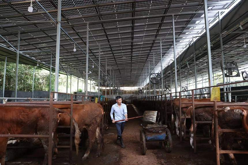 村民在光伏養牛場里清理圈舍。 楊敏攝