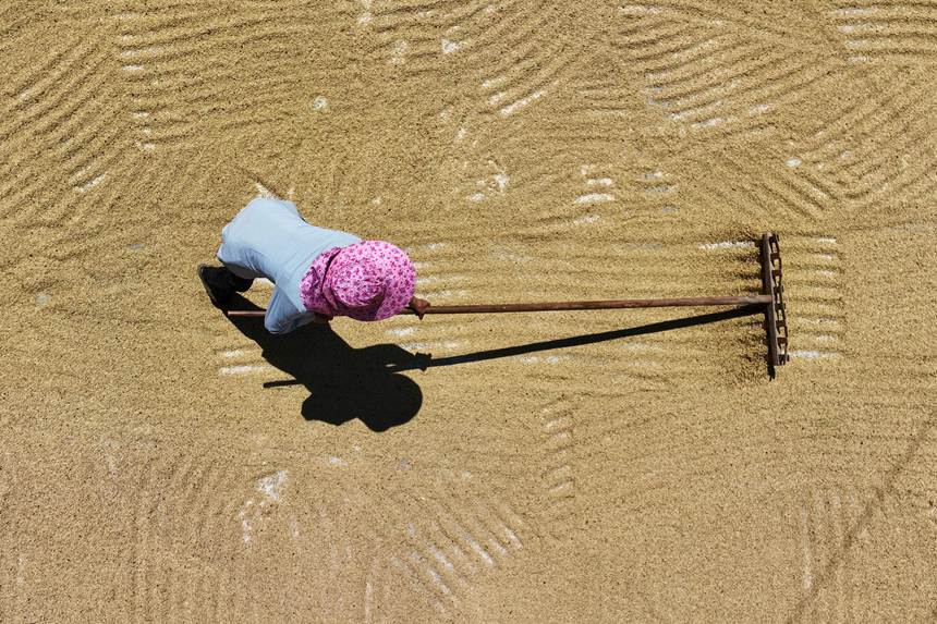 村民正在晾曬稻谷。楊敏攝