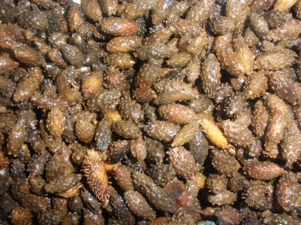 清洗回收后的蒼耳。受訪人供圖