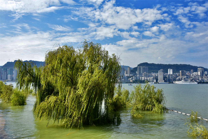 隨著水位的上升，在長江萬州段兩岸消落帶再次呈現出“水中森林”的美景。李茜攝