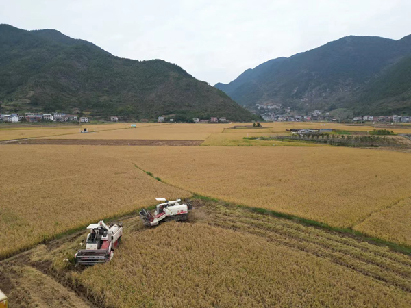 巫山縣廟宇鎮稻田豐收。巫山縣融媒體中心供圖